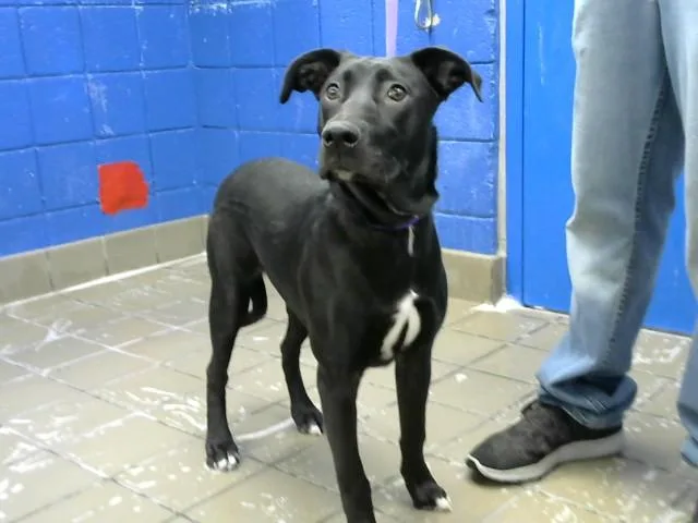 A young small-sized female Labrador Retriever dog named Nezuko for adoption in Albuquerque, NM