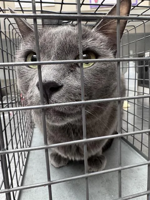 A senior small-sized female Domestic Short Hair cat named Frederick for adoption in Las Vegas, NV