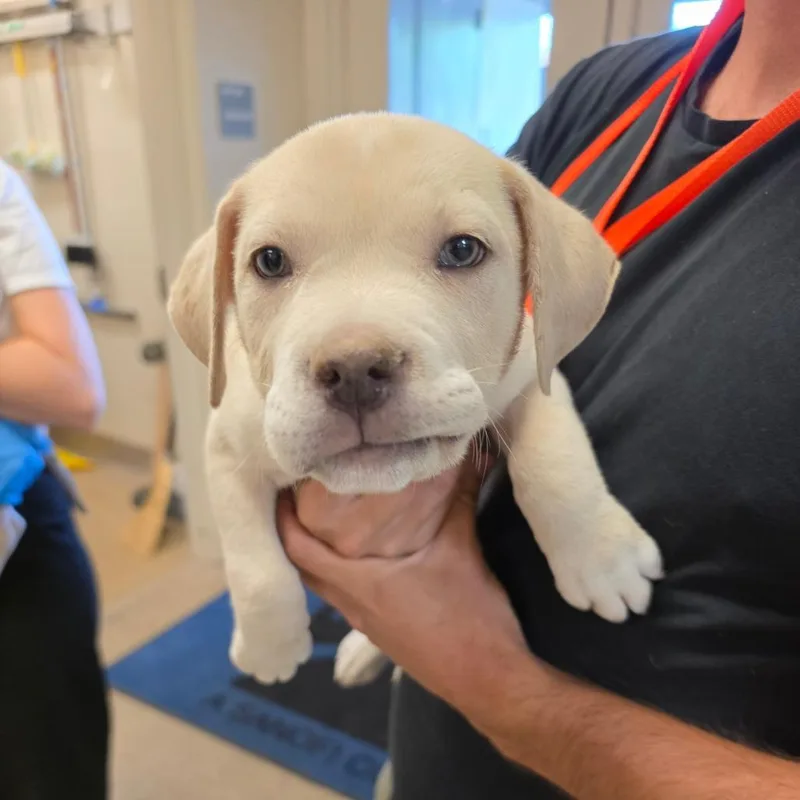A baby small-sized male Apricot / Beige Mixed Breed dog named Baja Blast for adoption in Melrose, FL