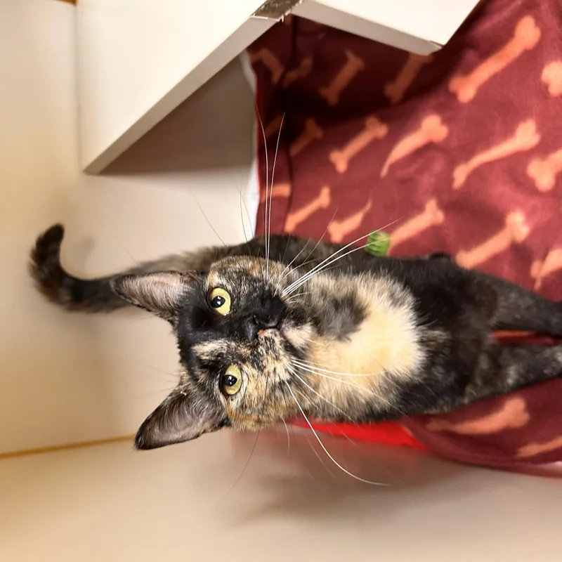 An adult medium-sized female Tortoiseshell Domestic Short Hair cat named Calypso for adoption in Myerstown, PA