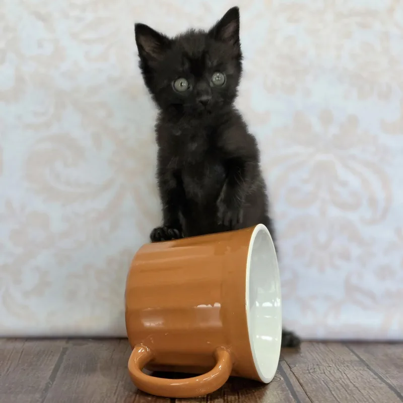 A baby small-sized female Black Domestic Short Hair cat named Espresso for adoption in Macomb Twp, MI