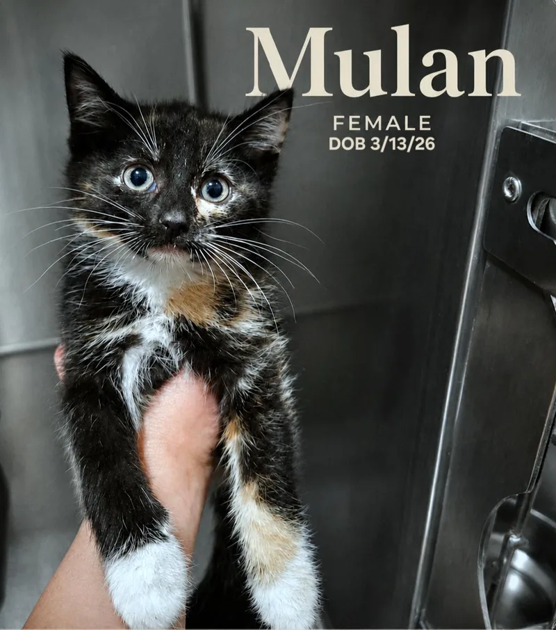 Mulan