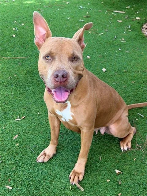 An adult large-sized female Pit Bull Terrier dog named Tiki for adoption in Fort Myers, FL