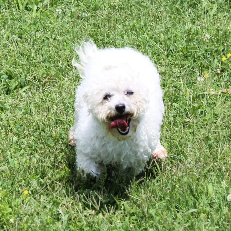 An adult small-sized female White / Cream Bichon Frise dog named Sweetie for adoption in Neosho, MO