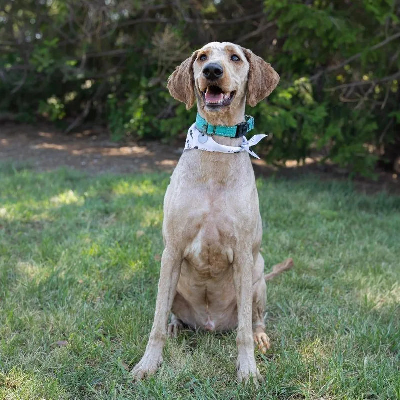An adult large-sized male Golden Mixed Breed dog named Ronin for adoption in Dearborn, MI