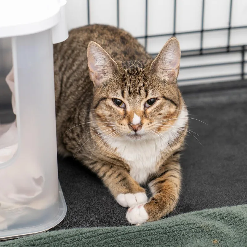 A young medium-sized female Brown / Chocolate Domestic Short Hair cat named Gracie for adoption in New York, NY