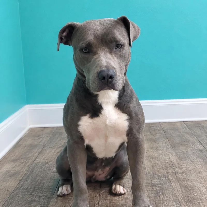An adult large-sized female Gray / Blue / Silver Pit Bull Terrier dog named Jade for adoption in Jefferson city, TN