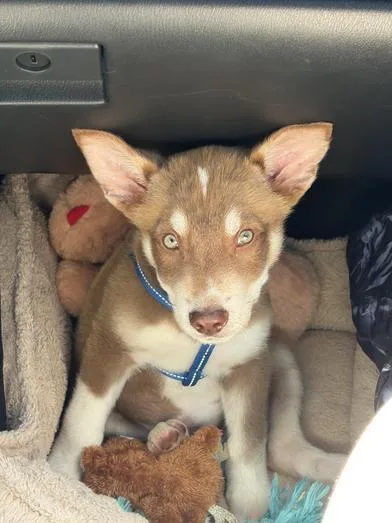 A baby medium-sized male Brown / Chocolate Siberian Husky dog named Bear for adoption in Liverpool, TX