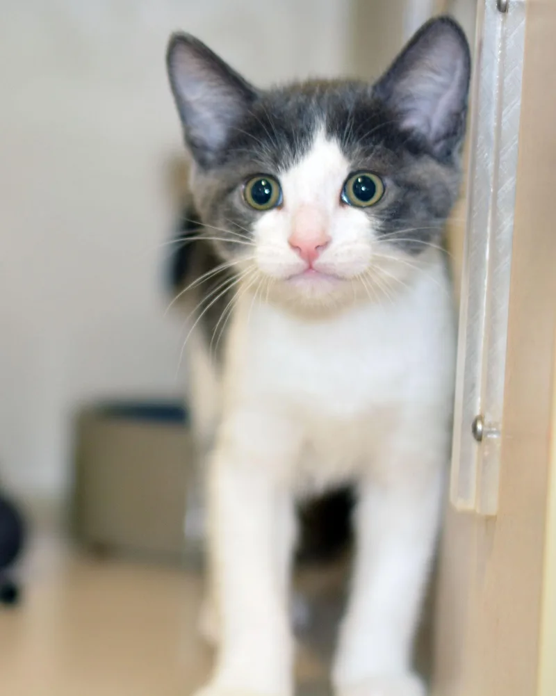 A baby medium-sized male Domestic Short Hair cat named Jimmy for adoption in San Clemente, CA