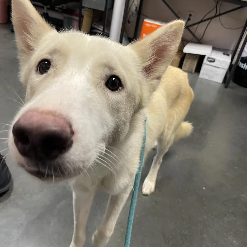 An adult medium-sized male White / Cream Mixed Breed dog named Legend for adoption in Dickinson, TX