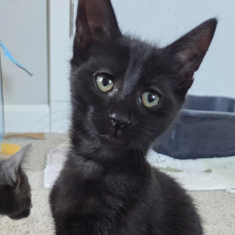 A baby medium-sized male Black Domestic Short Hair cat named Govy for adoption in Hartville, OH