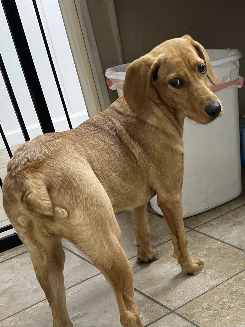A young large-sized female Golden Redbone Coonhound dog named Sandy for adoption in Farmington, MO