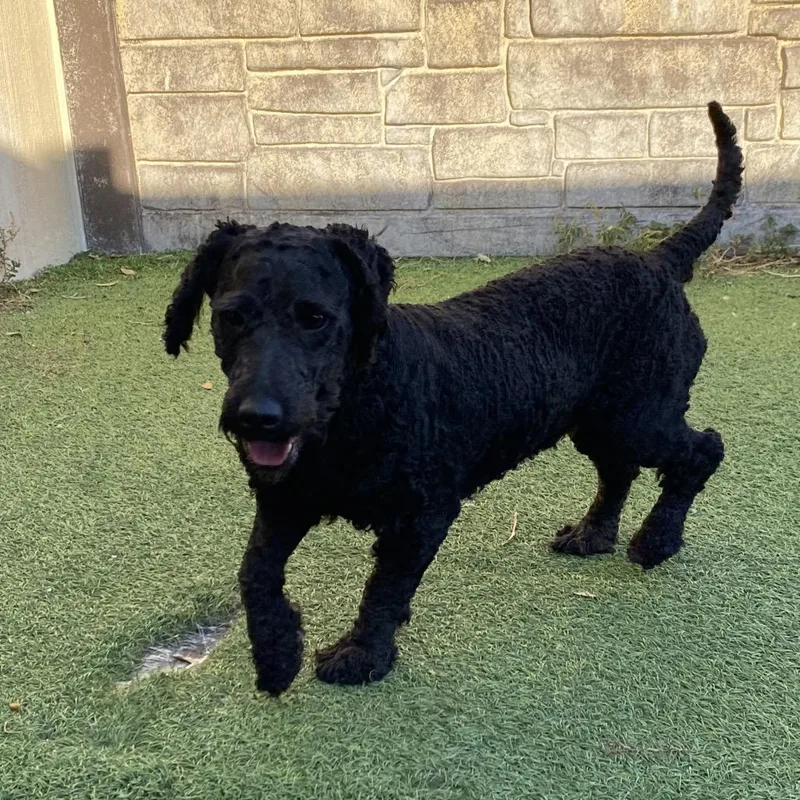 Pierre Aka Teddy thumbnail 3