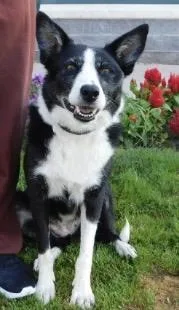 An adult medium-sized female Black Border Collie dog named Kylie for adoption in Pottsville, PA
