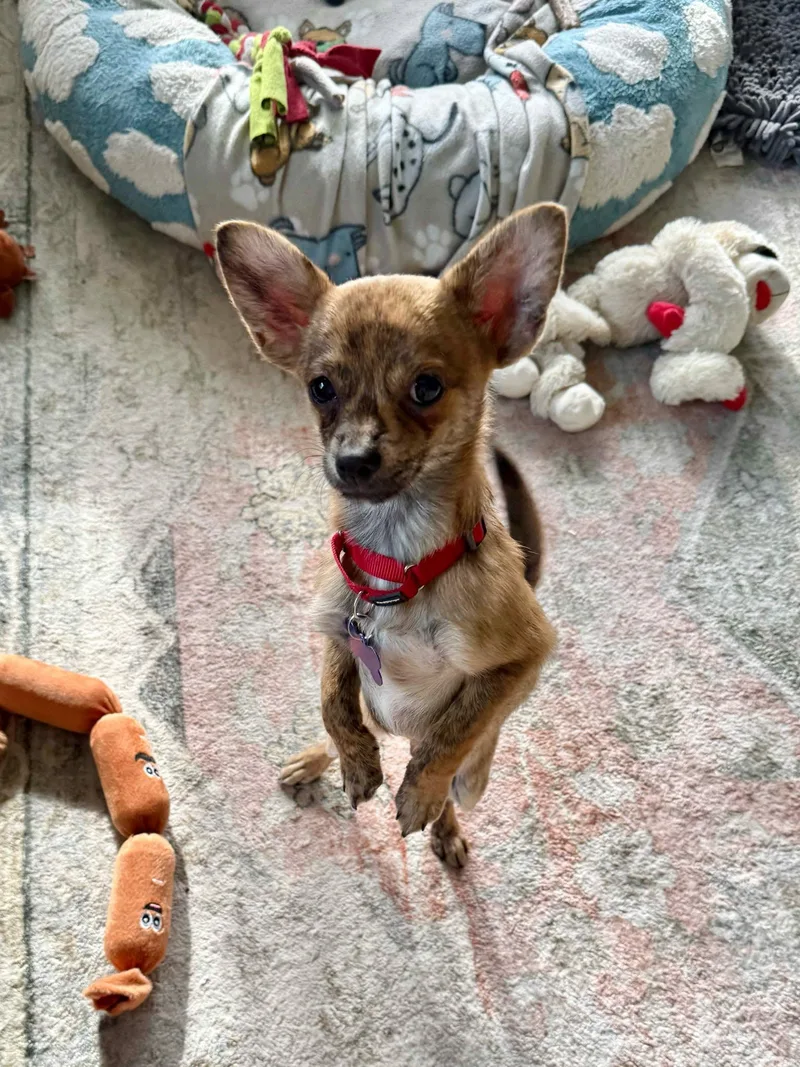 A baby small-sized male Chihuahua dog named Wolfe for adoption in De Pere, WI