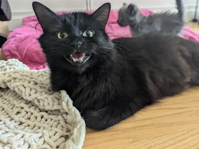 An adult medium-sized female Domestic Medium Hair cat named Hen for adoption in Kent, WA