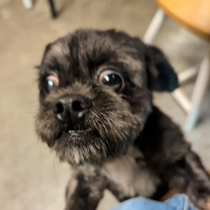An adult small-sized male Black Mixed Breed dog named Yoshi for adoption in Fulton, TX