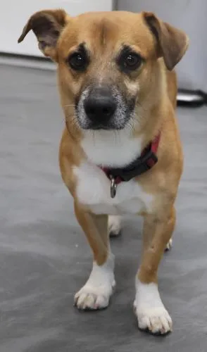An adult small-sized male Terrier dog named Hal for adoption in Thief River Falls, MN