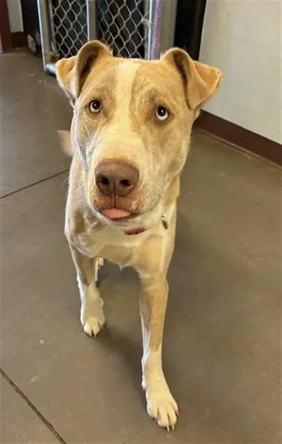 A young large-sized male Labrador Retriever dog named Woody for adoption in Phoenix, AZ