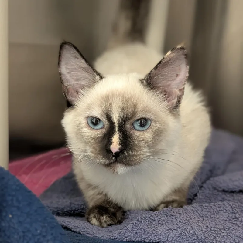 A baby medium-sized female Domestic Short Hair cat named Who's There for adoption in Shoreline, WA