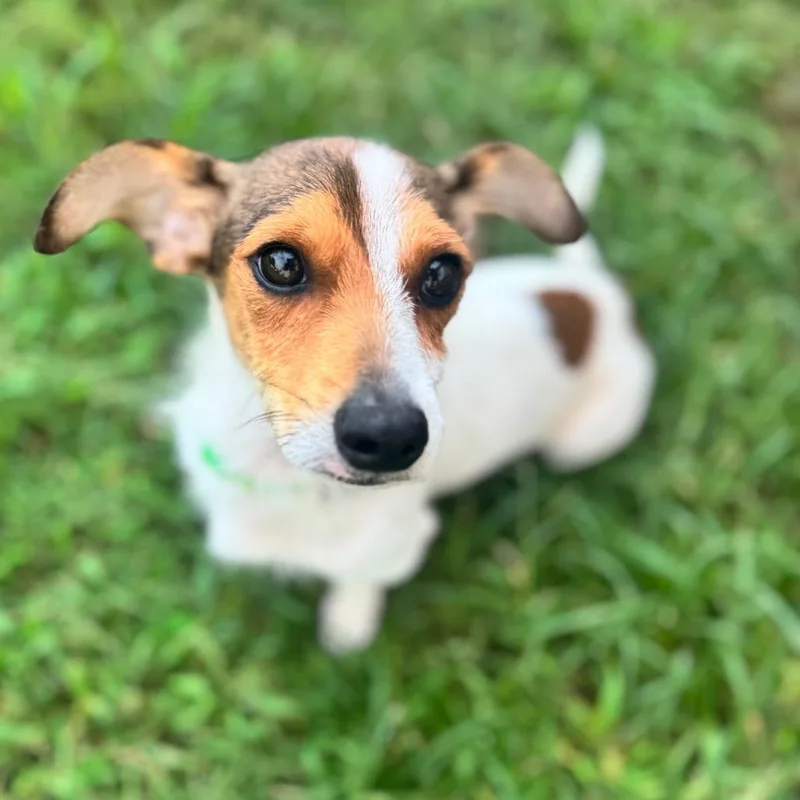 Tiny Tim