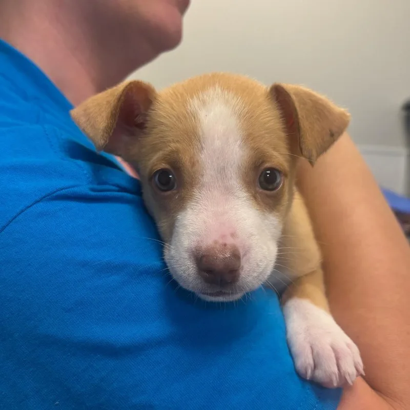 A baby medium-sized female Yellow / Tan / Blond / Fawn Mixed Breed dog named Wombat for adoption in Washington Township, OH