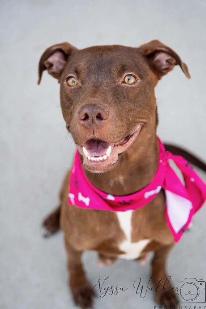 An adult medium-sized female Tricolor (Brown, Black, & White) Pit Bull Terrier dog named Anastasia for adoption in TULSA, OK