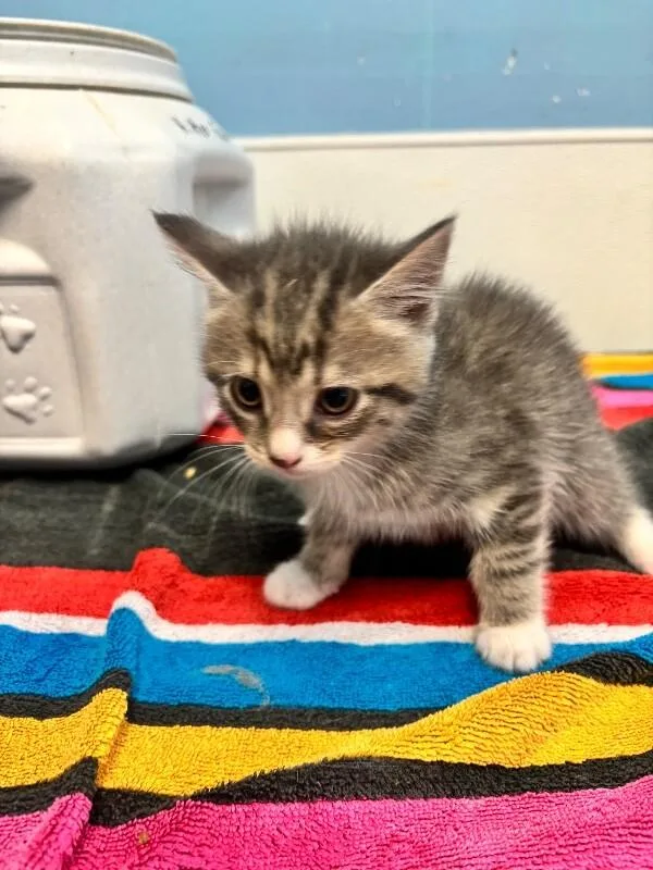 A young medium-sized female Tabby (Gray / Blue / Silver) Domestic Medium Hair cat named Martha for adoption in Supply, NC