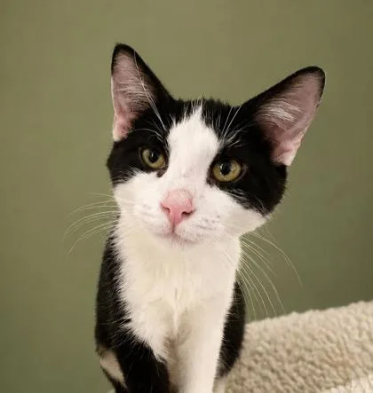 A baby small-sized male Domestic Short Hair cat named Smudge for adoption in Cumming, GA