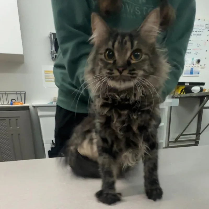 A young medium-sized female Domestic Medium Hair cat named Flow for adoption in Manhattan, KS