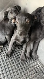 A baby medium-sized female Mixed Breed dog named Noir for adoption in Dallas, TX