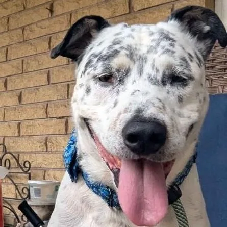 Blueberrycorvallis  Or thumbnail 2