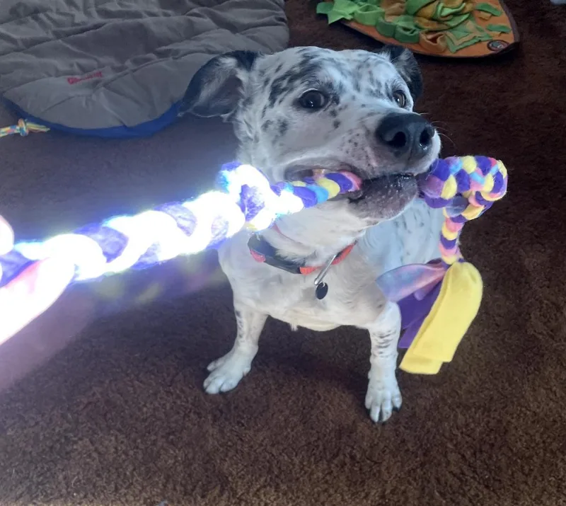 Blueberrycorvallis  Or