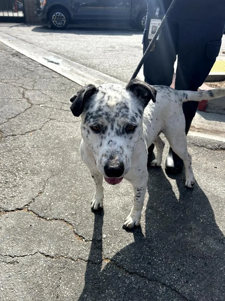 Blueberrycorvallis  Or thumbnail 3