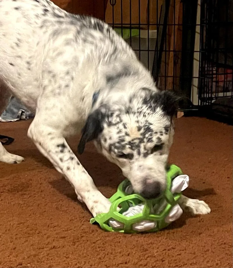 Blueberrycorvallis  Or thumbnail 4