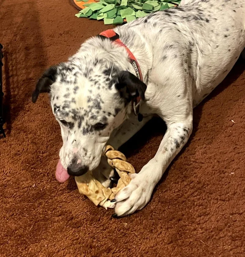 Blueberrycorvallis  Or thumbnail 5