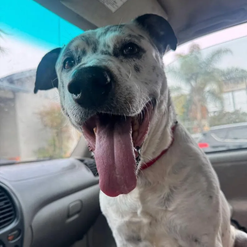 Blueberrycorvallis  Or thumbnail 6