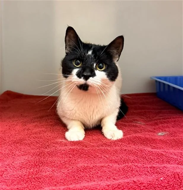 A young medium-sized male Domestic Short Hair cat named Justin for adoption in Statesville, NC