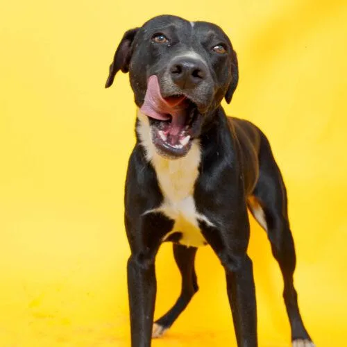A young medium-sized male Black Labrador Retriever dog named Nico for adoption in Sullivan City, TX