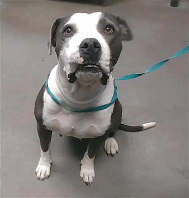 An adult large-sized female Pit Bull Terrier dog named Maizie for adoption in Phoenix, AZ