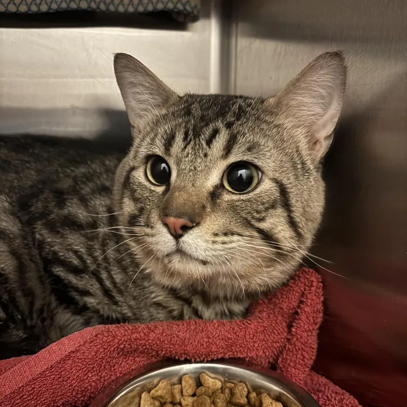 An adult large-sized male Brown / Chocolate Domestic Short Hair cat named Tiggy for adoption in Council Bluffs, IA