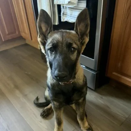 Pepper