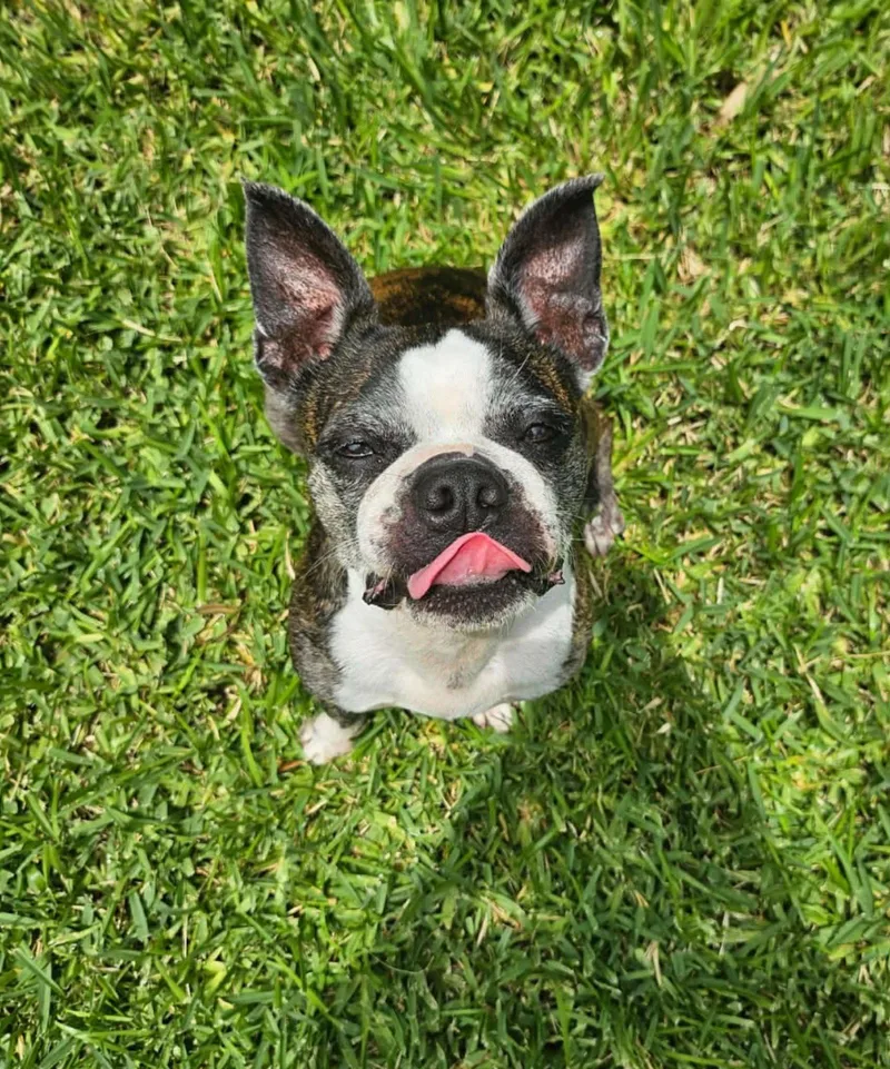 An adult small-sized female Boston Terrier dog named Astrid for adoption in Morganville, NJ