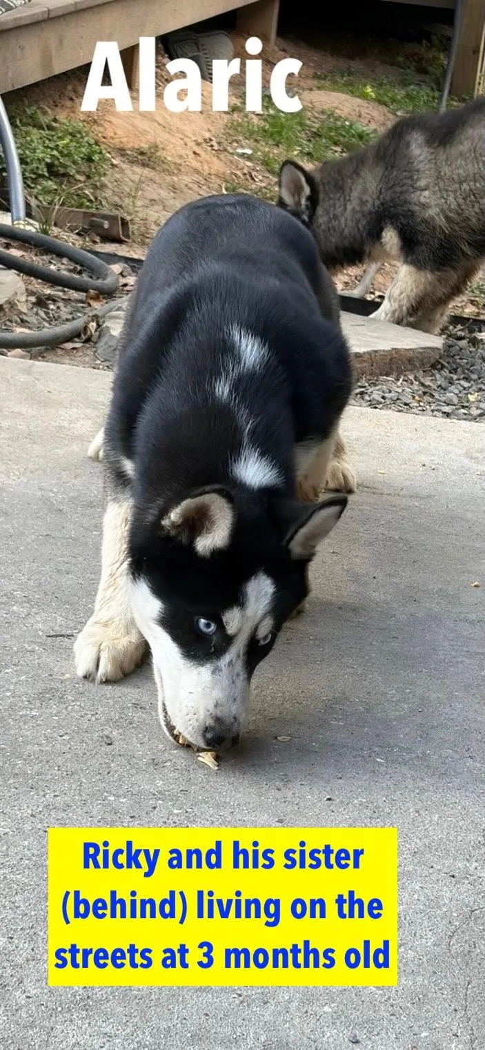 A young medium-sized male German Shepherd Dog dog named Ricky Sweet and for adoption in Houston, TX