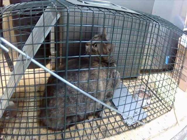 A young medium-sized female Domestic Short Hair cat named Kia for adoption in Tulsa, OK