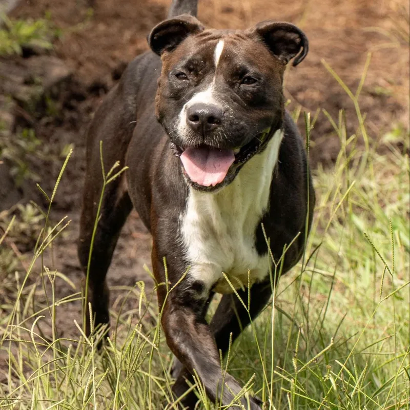 An adult medium-sized female White / Cream Mixed Breed dog named Delilah for adoption in Myrtle Beach, SC