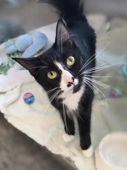 A young small-sized female Domestic Medium Hair cat named Cady for adoption in Westland, MI