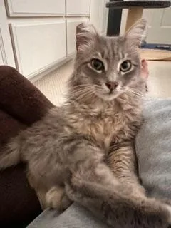 Sebastian Silverpaws