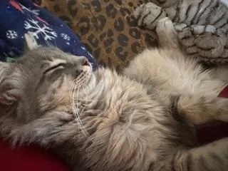 Sebastian Silverpaws thumbnail 2