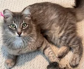 Sebastian Silverpaws thumbnail 3